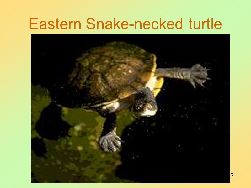 54 Eastern Snake-necked turtle